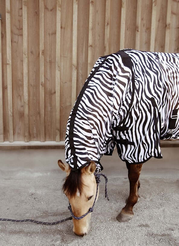 Flugtäcke nova i färg zebra på en isabellfärgad häst.