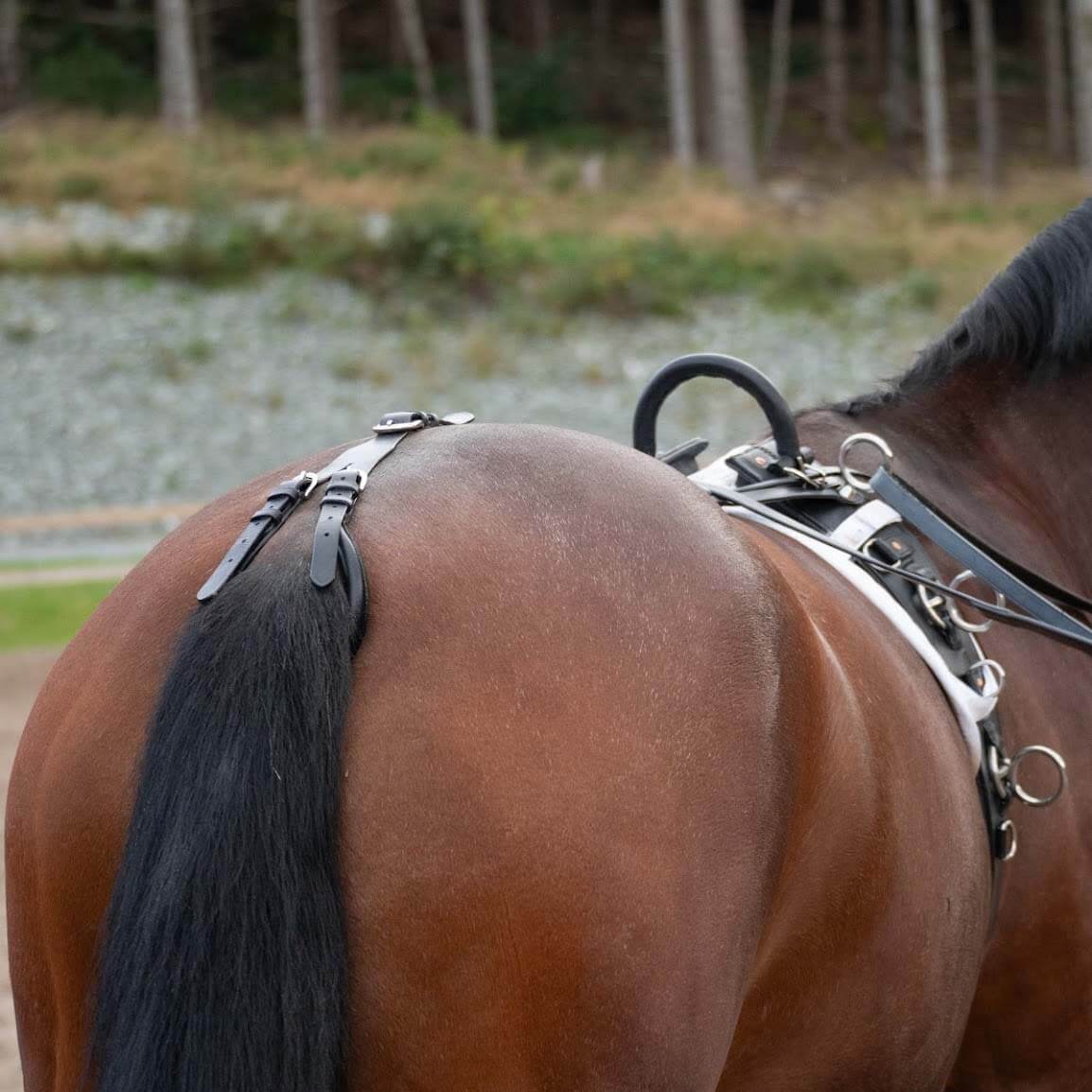 Träningsgjord Advance NovaLine är en 10 cm bred lädergjord med ledad däckel