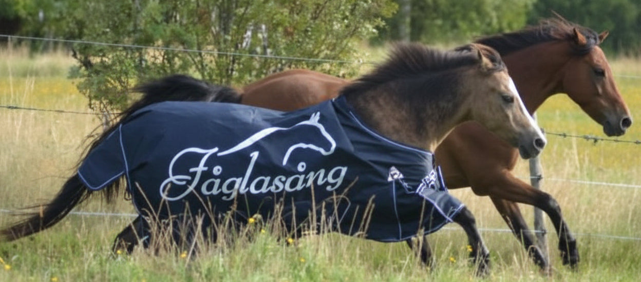 Två hästar i gallop på sommarbete med regntäcke från fåglasång