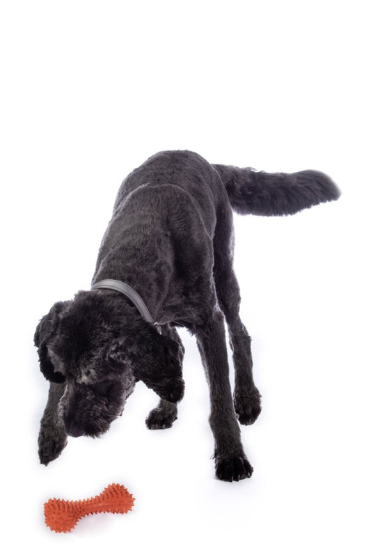 Hundleksak Buddy Ben – Naturgummi