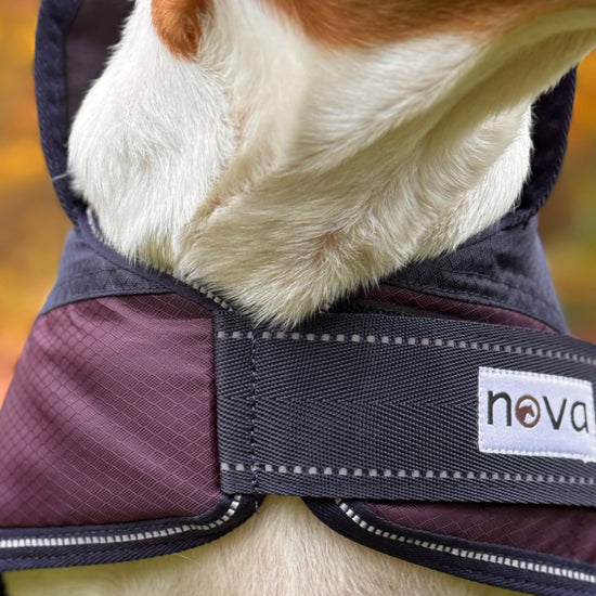 Hundtäcke fodrat från Nova. -  från  NOVA