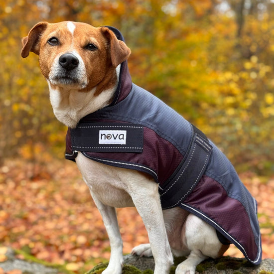 Hundtäcke fodrat från Nova. -  från  NOVA