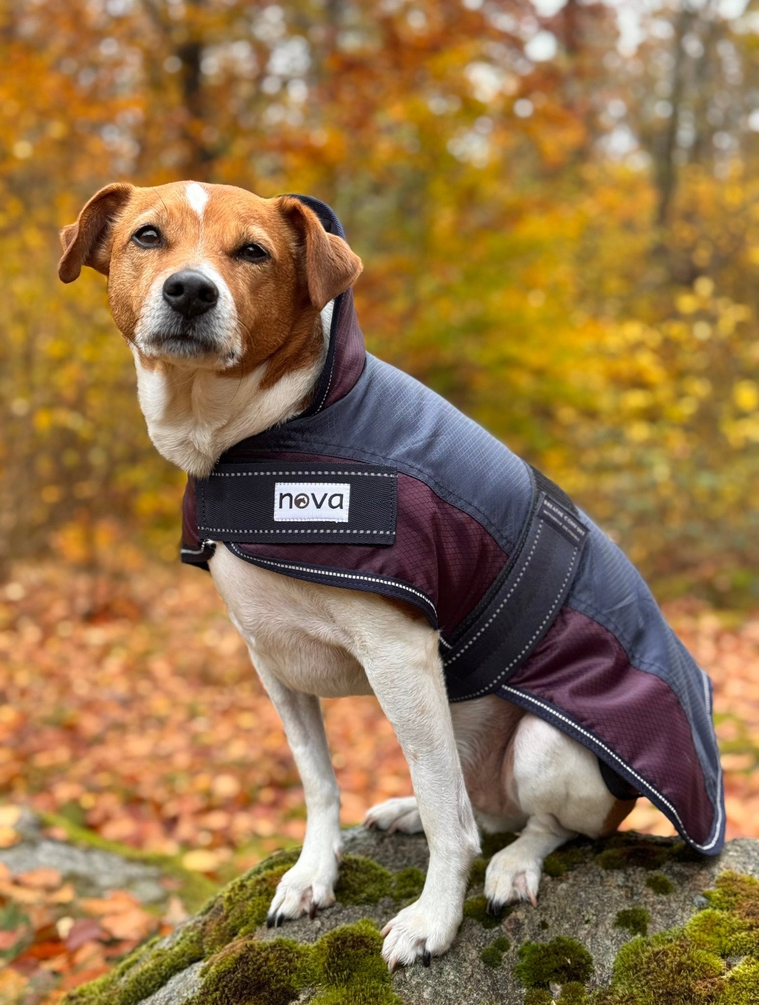 Hundtäcke fodrat från Nova. -  från  NOVA