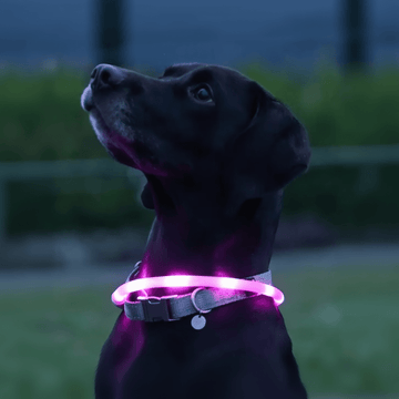 Lysande LED halsband för hund