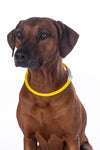 Lysande LED halsband för hund