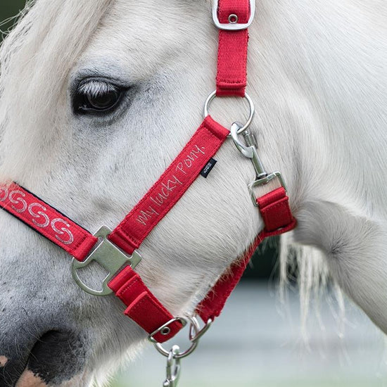 Ponny Grimma Aymee säljs av Fåglasång 
