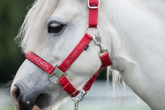 Ponny Grimma Aymee säljs av Fåglasång 