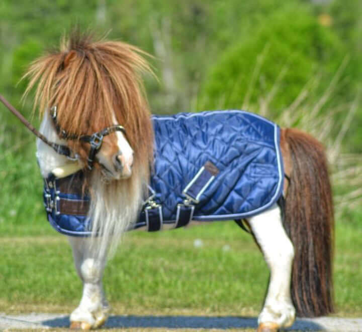Stalltäcke Equinox NovaLine ponny - lyxig teddyfleece säljs av Fåglasång 